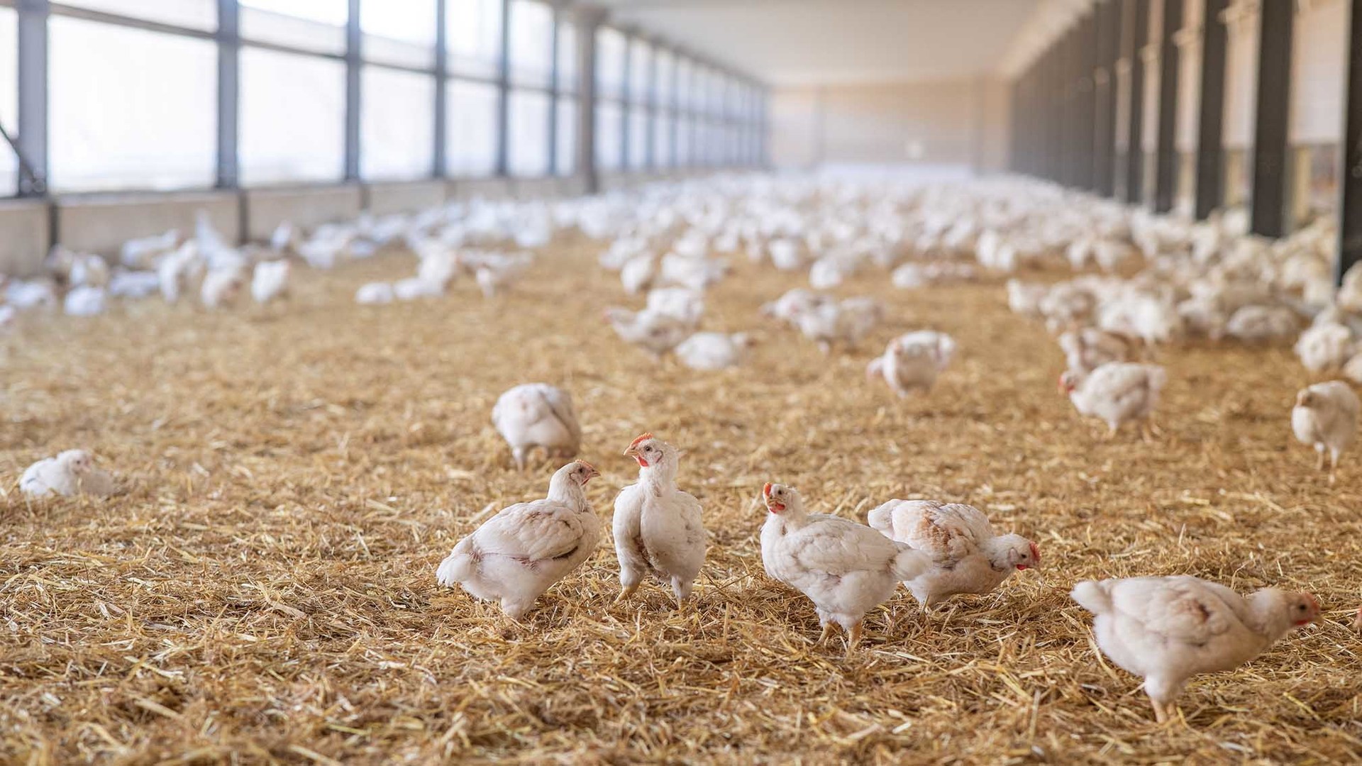 innover au service du bien être animal