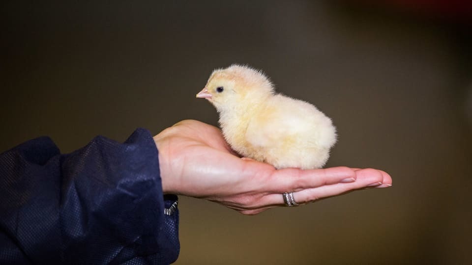 Le bien-être animal, au coeur de la philosophie de Valeurs d'Eleveurs