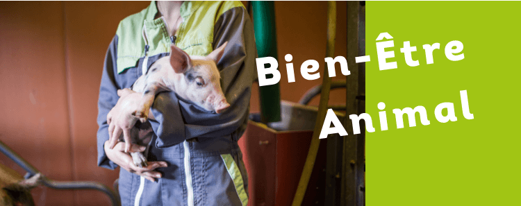 Bien-Être Animal - Nos engagements dans la filière porc