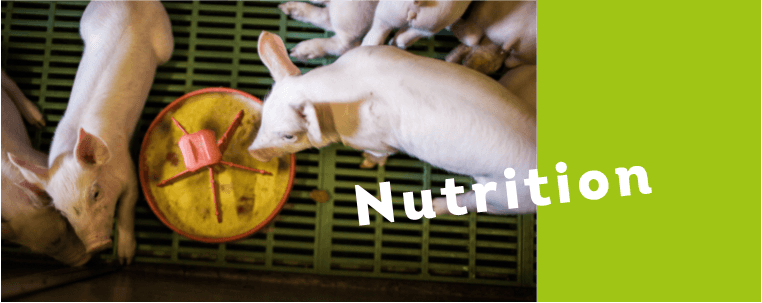 Nutrition - Nos engagements dans la filière porc